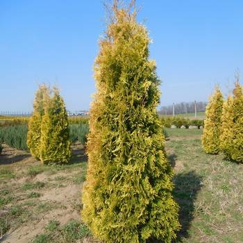 Туя западная ‘Szolosi’ (Thuja occidentalis ‘Szolosi’)